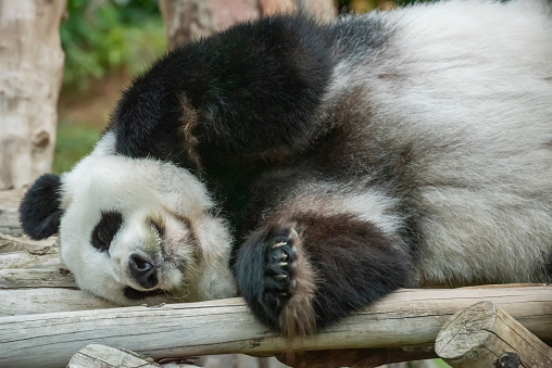 Chengdu Panda