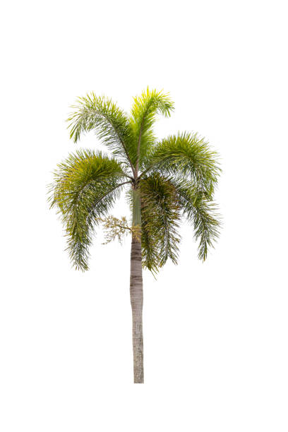 istock Palm tree ornamental plant beautiful on white background 1402666841