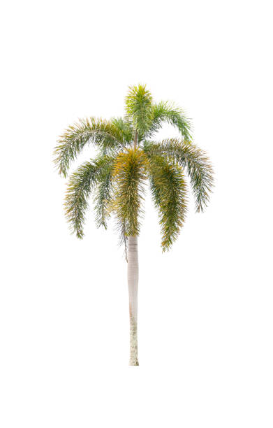 istock Palm tree ornamental plant beautiful on white background 1402666853
