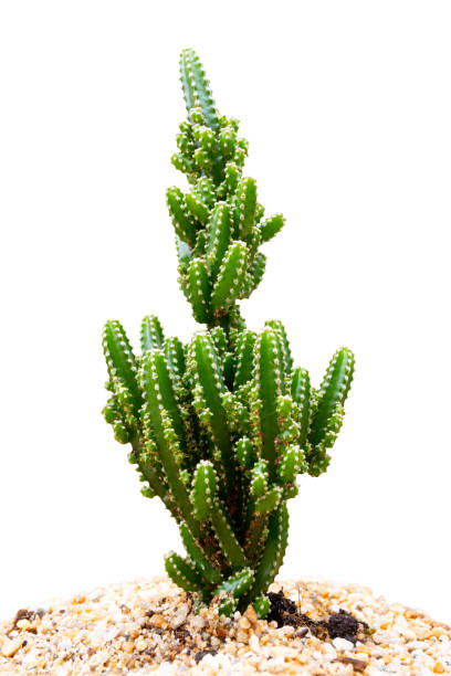 cactus in pot natural beautiful isolated on white background, cereus peruvianus, acanthocereus tetragonus cv. fairytale castle. - cactaceous imagens e fotografias de stock