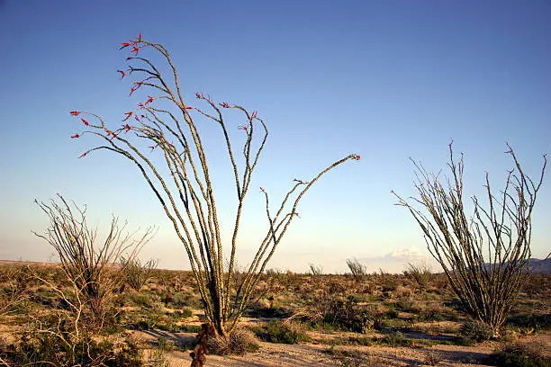 Ocotillos blooming in the desert.