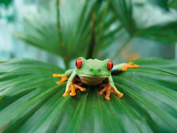 Rotaugenlaubfrosch - Red-eyed Tree Frog stock photo