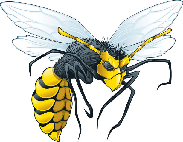 Wasp vector art illustration