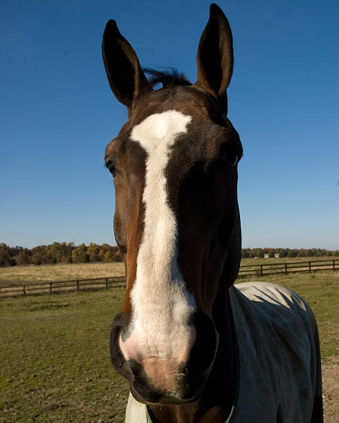Happy Horse Face stock photo
