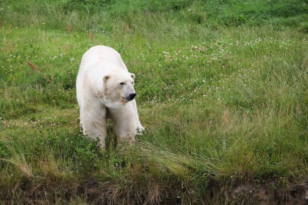 istock White polar bear in the nature 1402668743