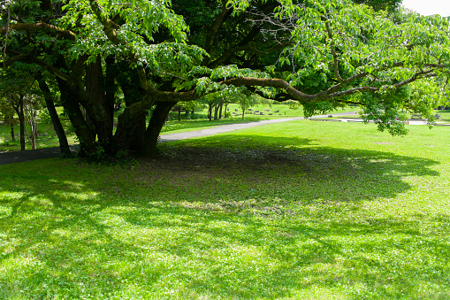 A picnic table is seen in a public park, in front of short green grass, a paved pathway, and a lush wall of trees.