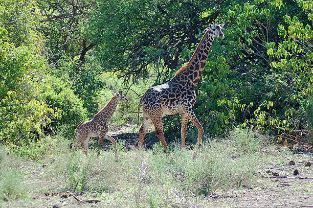 istock Giraffe mother and foal 140266930