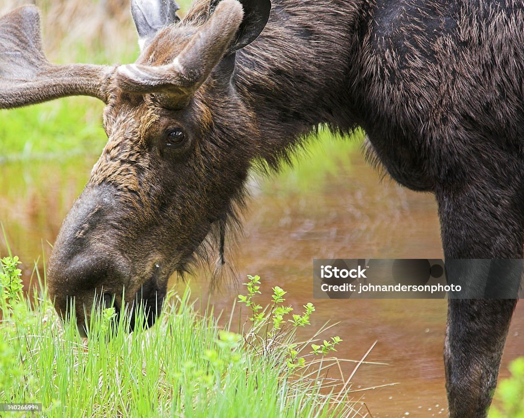 Moose - Foto de stock de New Hampshire royalty-free