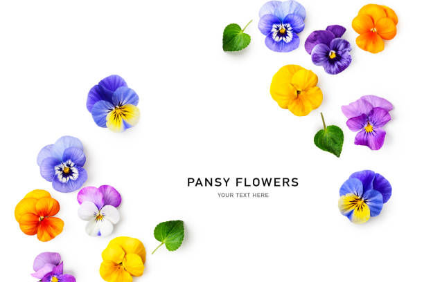 Spring viola pansy flowers composition Viola pansy flower creative layout and composition. Colorful spring flowers and leaves  isolated on white background. Floral arrangement. Design element. Springtime concept. Top view, flat lay pansy stock pictures, royalty-free photos & images