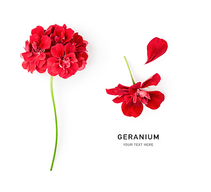 Red geranium flowers isolated on white background. Pelargonium creative layout. Summer garden concept. Flat lay, top view. Design element