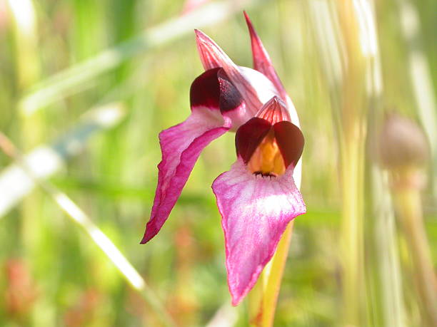 istock Small Tongue-orchid 140267046