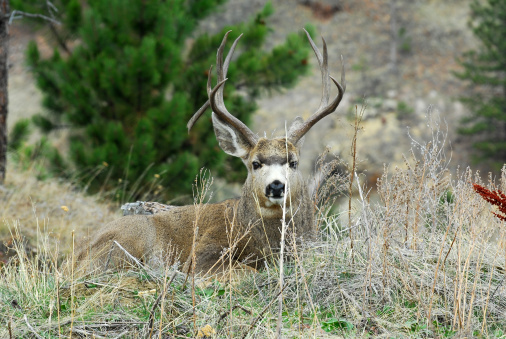 Mule deer buck laying down in grass