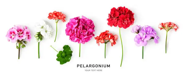 Geranium flowers and leaves isolated on white background. Pelargonium plants collection and banner. Summer garden concept. Flat lay, top view. Design element