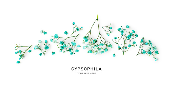 Gypsophila flowers isolated on white background. Small blue flower collection and banner. Decorative garden concept. Flat lay, top view. Design element