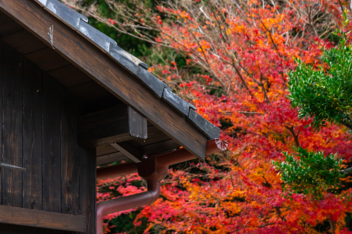The wooden Japanese house roof and wall in a beautiful crimson autumn leaves background.