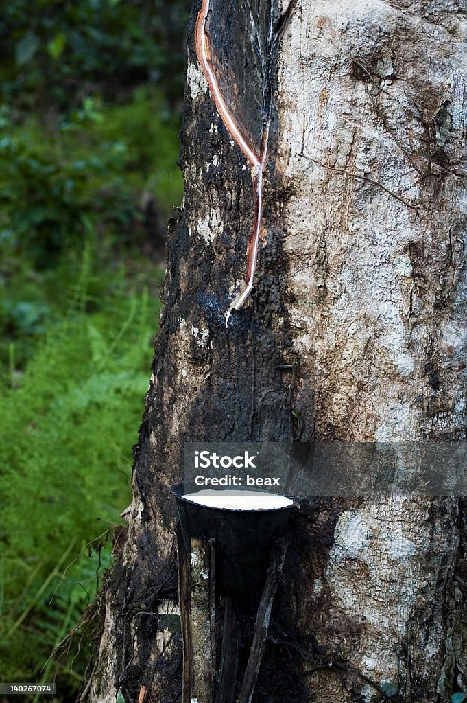 ラバーの木 - リベリアのロイヤリティフリーストックフォト