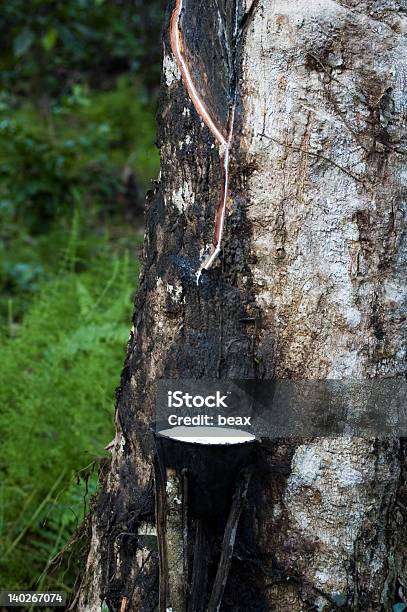 Foto de Seringueira e mais fotos de stock de Libéria - Libéria, Borracha - Material, Exterior