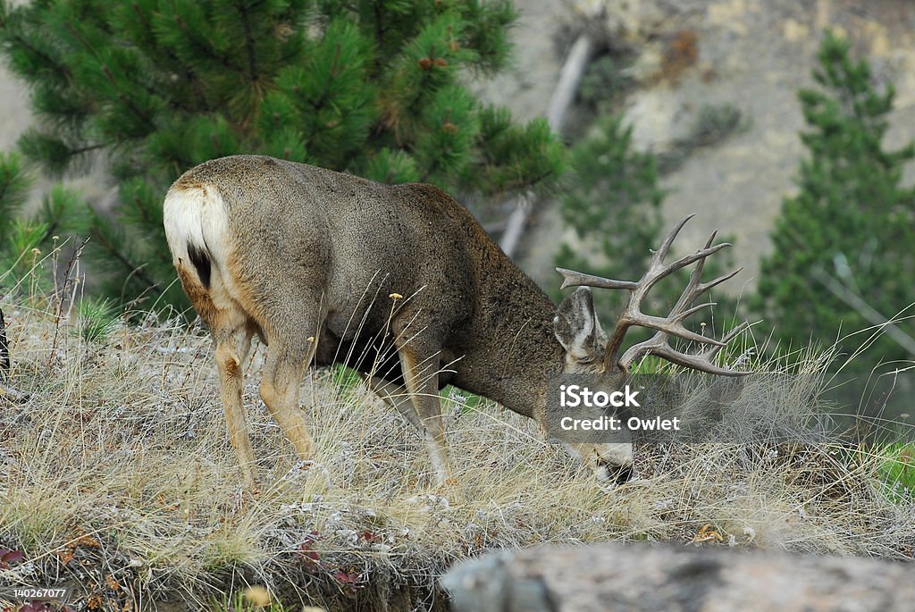 Mule deer buck - Lizenzfrei Fotografie Stock-Foto