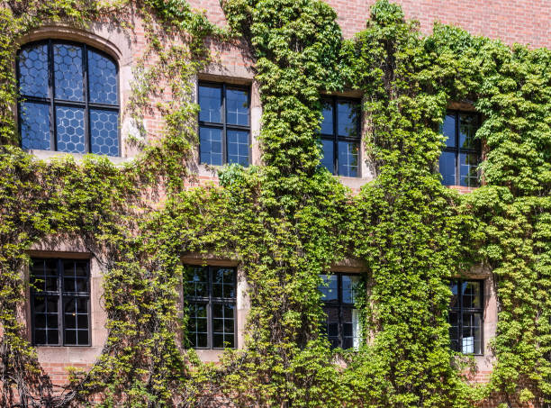 istock Green ivy old house wall 1402671599