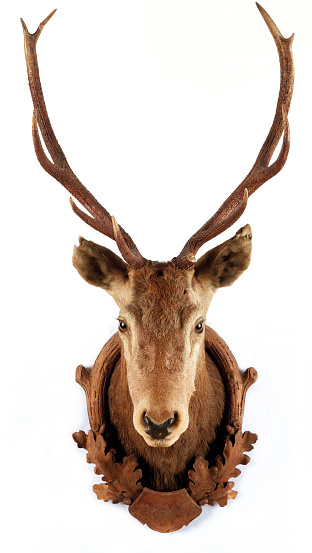 A black deer head sculpture with golden horns is mounted on a white cement wall.