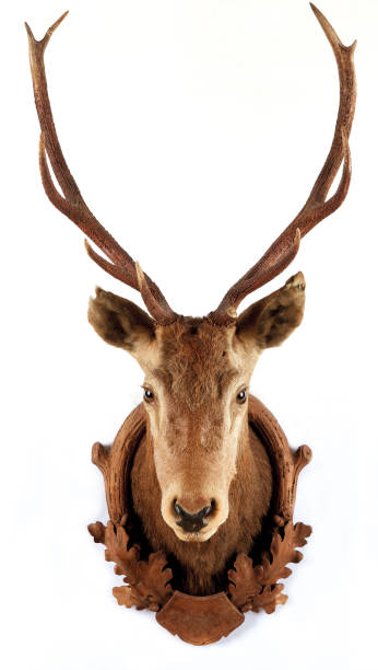Deer Trophy Close-Up Of Deer Trophy taxidermy stock pictures, royalty-free photos & images
