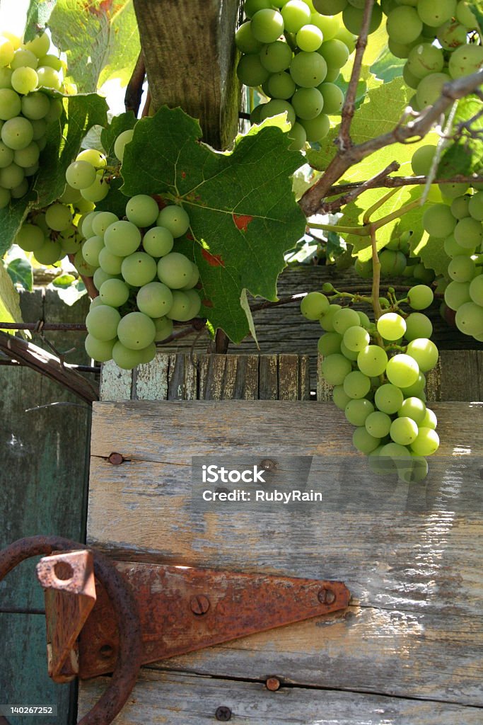 RIPENING AUF SCHEUNENTOR - Lizenzfrei Agrarbetrieb Stock-Foto