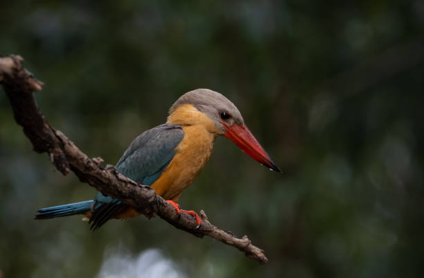 istock Stork-billed Kingfisher on the branch tree. 1402672617