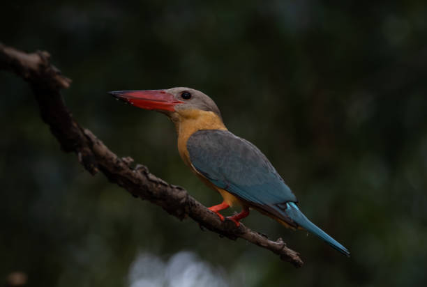 istock Stork-billed Kingfisher on the branch tree. 1402672658