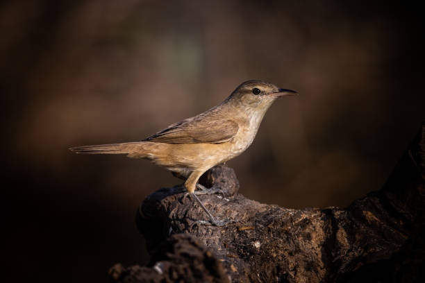 istock Oriental Reed Warbler on dry branch tree. 1402672788