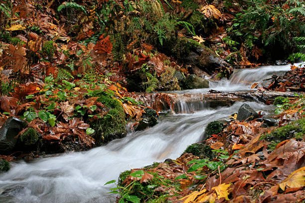 folhas de outono coloque a leitosa olhar stream - rainforest fern beauty running imagens e fotografias de stock
