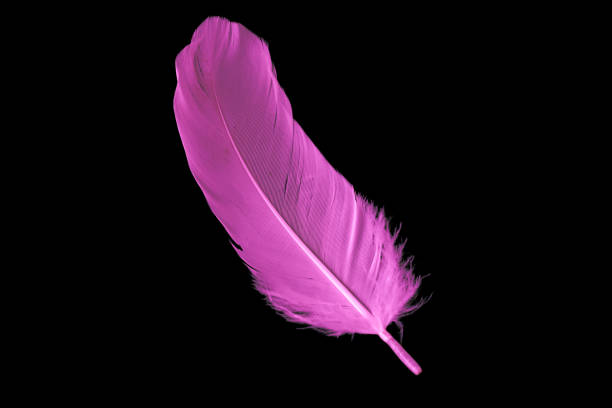 violet feather goose on a black isolated background