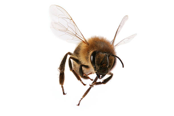 A close-up of a flying bee on a white background