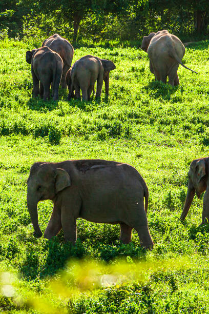 High angle view of a herd of Asian elephants grazing on the green grassland on a rainy morning. Kui Buri National Park, Thailand.