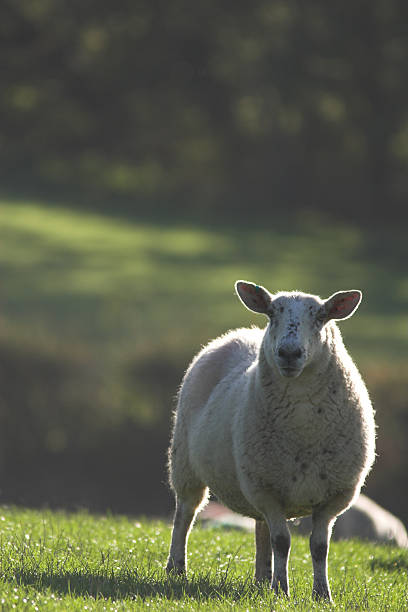 backlit sheep stock photo