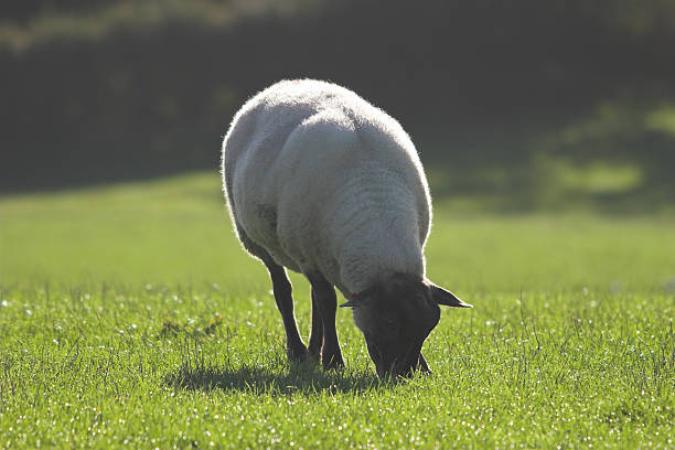 sheep grazing on dewy grass stock photo