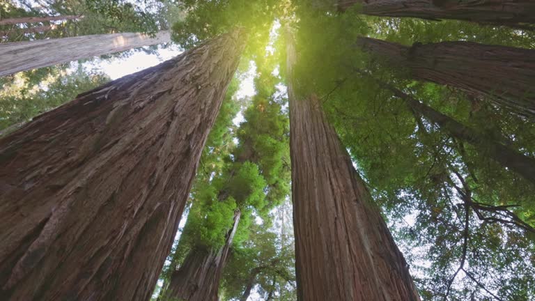 Redwood national park, United States. Camera moves through the forest between huge sequoia trunks. Daytime sun shines from above. Gimbal shot, 4K