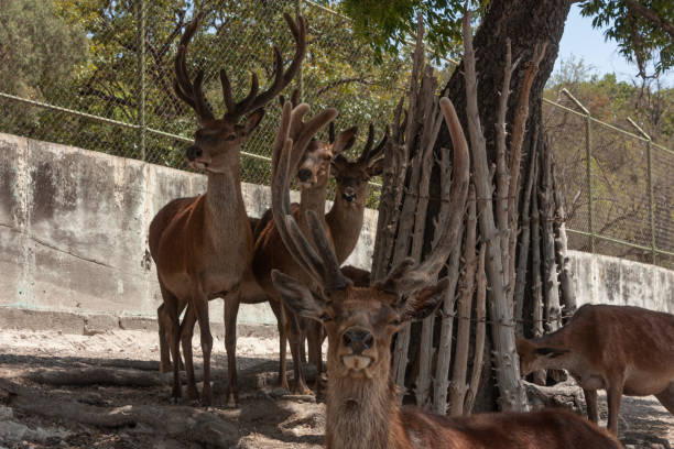 istock Considered the largest deer, the red deer mammal with the scientific name Cervus elaphus has a horn of 11 horns the herd is standing looking directly at the camera 1402677237