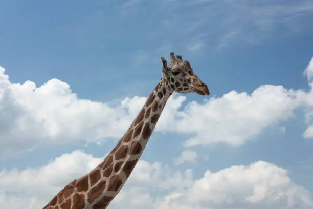 Photo of Giraffe scientific name Giraffa camelopardalis extended neck with spots that are textures in pattern and a small head with tiny horns in its wildlife inhabitant of the African savannah herbivorous mammal