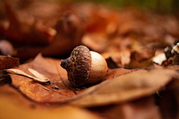 bellota - acorn fotografías e imágenes de stock