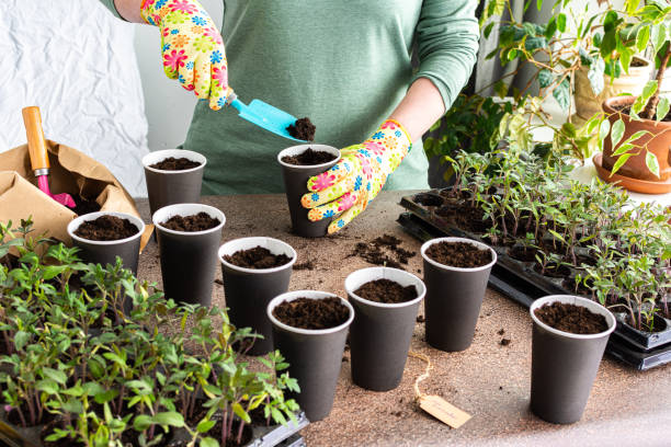 istock Pricking out in disposable paper cups 1402677749