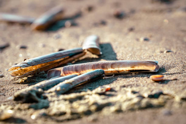 Razor shells washed up on beach and piled up Beach at the Dutch North Sea coast with in the foreground razor shells on the beach razor clam stock pictures, royalty-free photos & images
