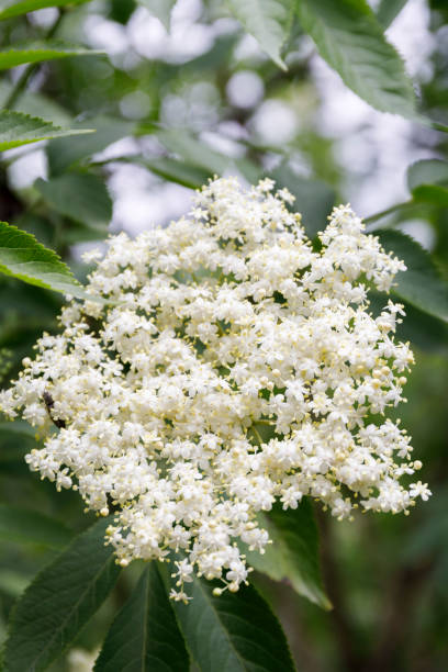 istock White flower of elder berry plant, vertical. 1402678025
