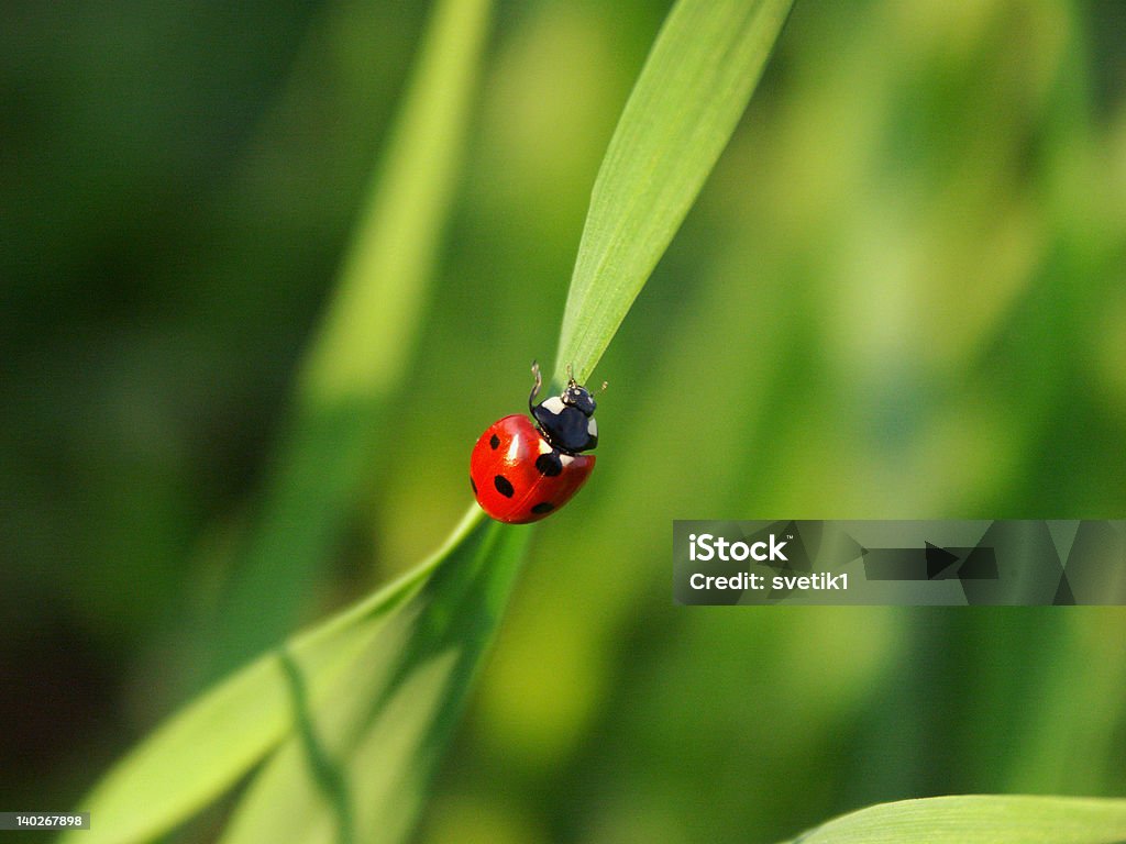 Ladybird on a blade Red ladybird with seven black dots climbing along the blade Adult Stock Photo