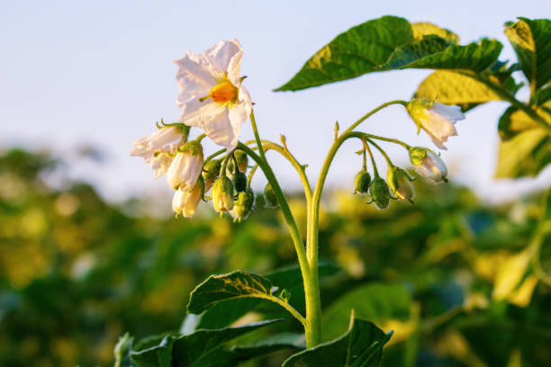 istock Potato blooming. Potato flowers close-up 1402679009