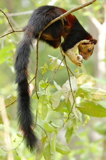 A Malabar Giant Squirrel or Indian Gianth squirrel at Thattekad, Kerala