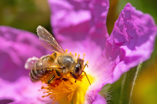 June 2022: Close-up of pink colored Cistus Flower with honey bee