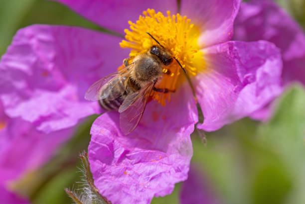 istock Cistus Flower with honey bee 1402679281
