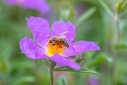 June 2022: Close-up of pink colored Cistus Flower with honey bee