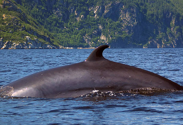 baleia-minke - saguenay imagens e fotografias de stock