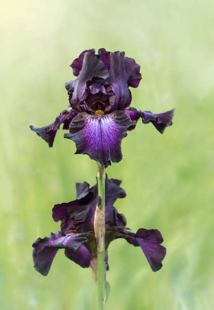 istock Two beautiful irises Tunnel Vision 1402679577